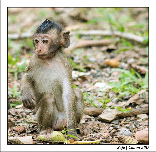 2006 - 07 - Temple angkor - Singes 21